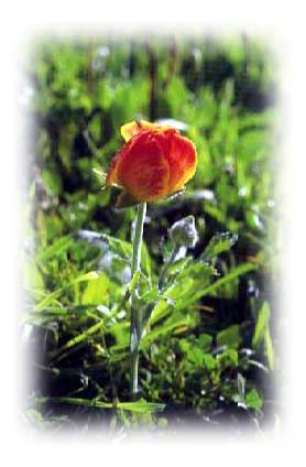 RANUNCULUS ASIATICUS - (Turban Buttercup, Persian Crowfoot)