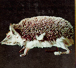 Cyprus Hedgehog